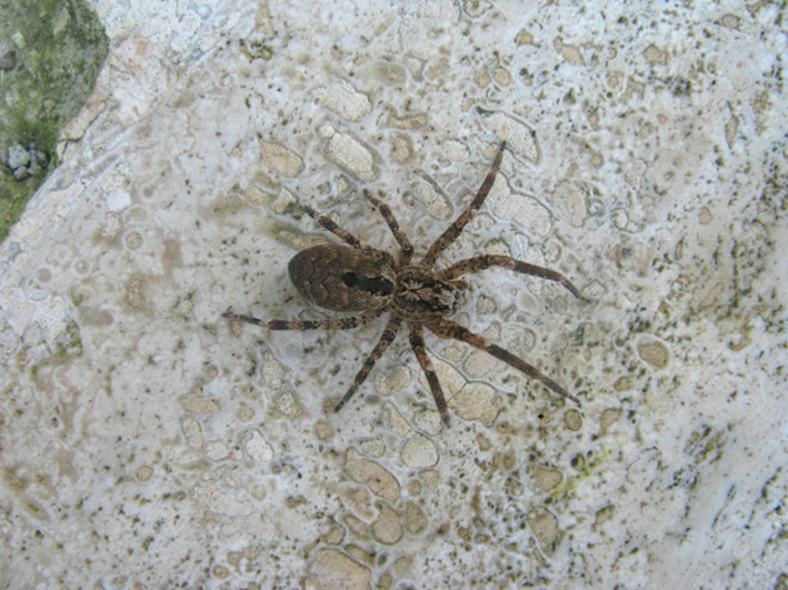 Zoropsis sp.